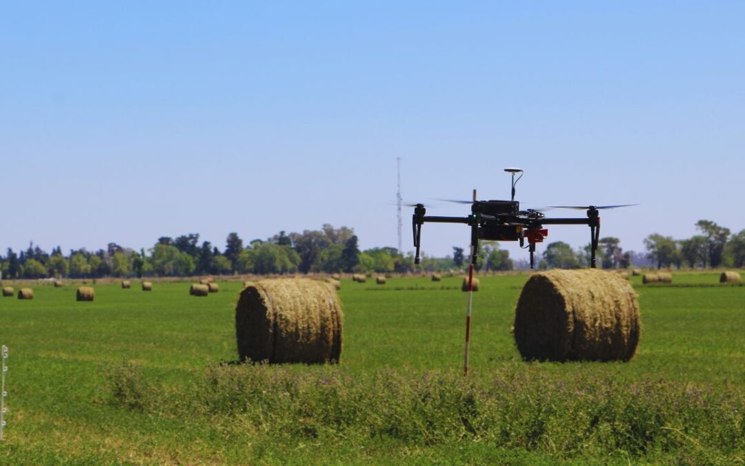 Alfalfa: usan drones para cuantificar la calidad de siembra