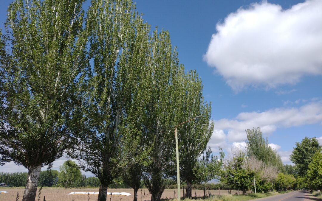 Miércoles con una máxima de 37 grados