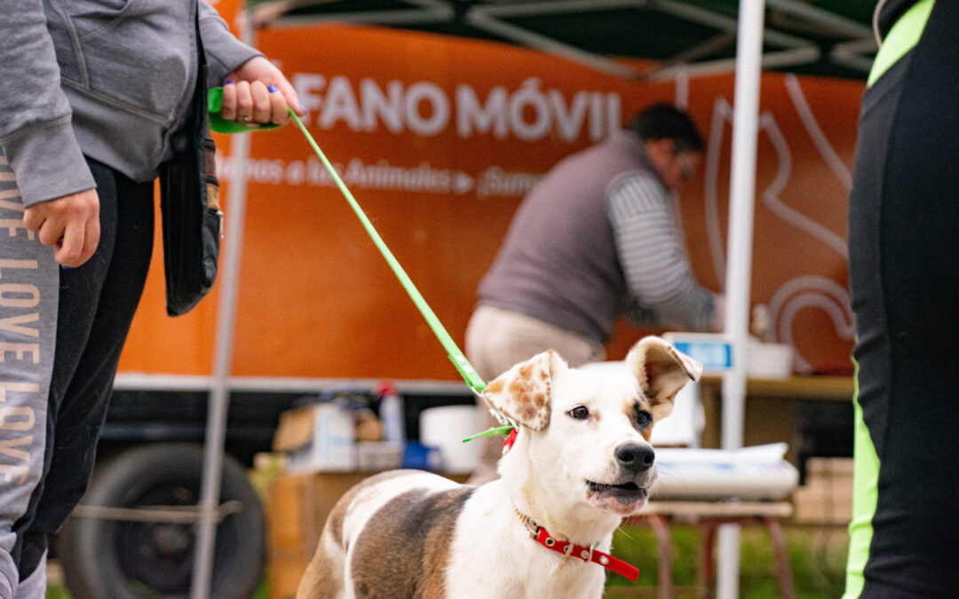 Inicia la campaña del quirófano móvil de esterilización de animales en Tupungato
