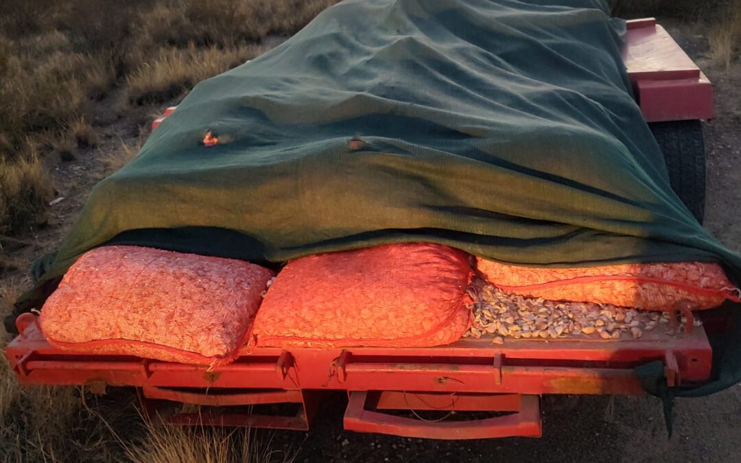 Valle de Uco: llevaban ajo robado y abandonaron el botín tras una persecución policial