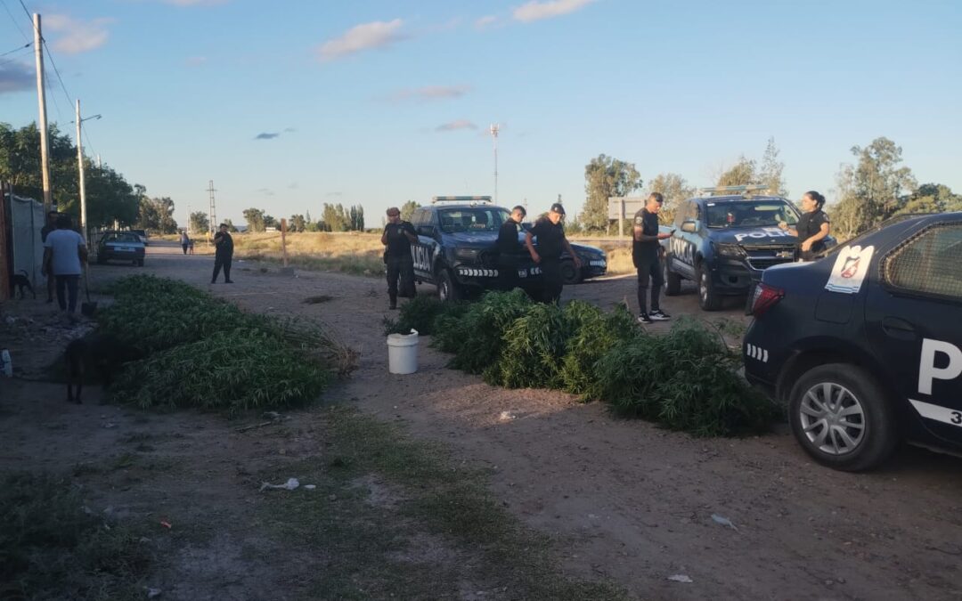 Secuestraron cuarenta y nueve plantas de marihuana en Tupungato