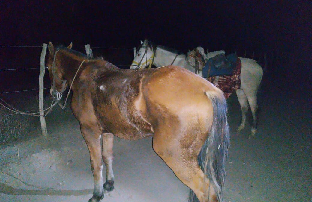 Un jinete fue detenido con carne vacuna robada de un campo en San Carlos