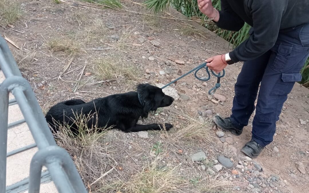 Un perro fue rescatado por bomberos tras caer a un canal