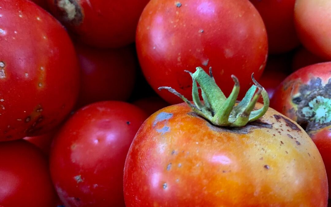La superficie cultivada con tomate en Mendoza se redujo 8% durante la última temporada