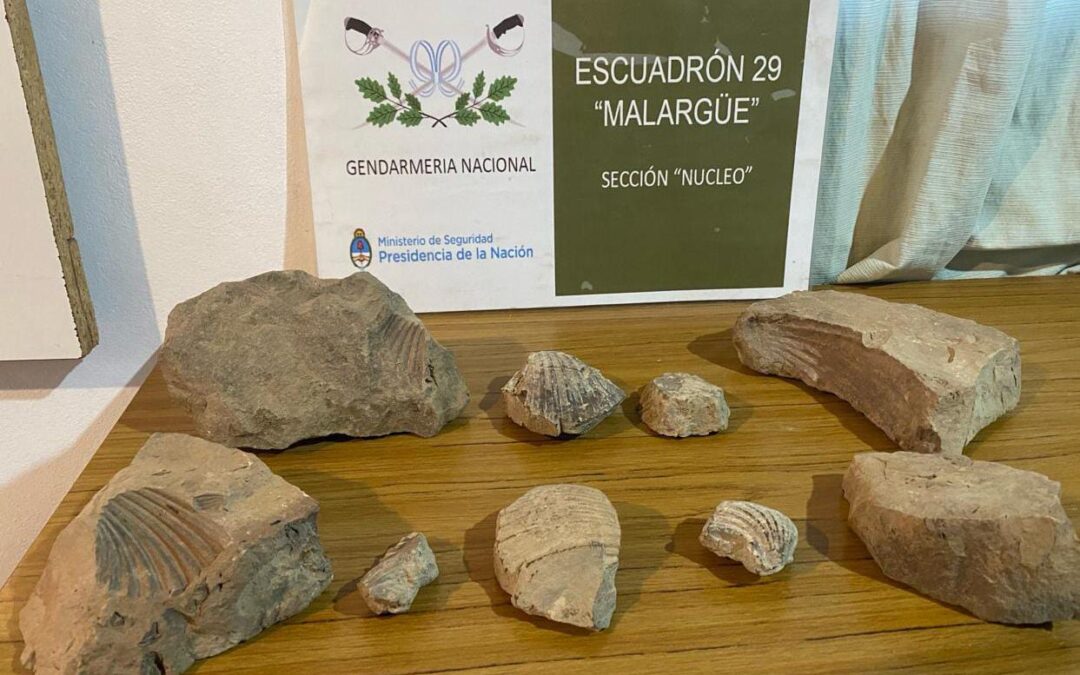 A raíz de controles de ruta, Gendarmería incauta piedras con restos paleontológicos y mercadería de contrabando