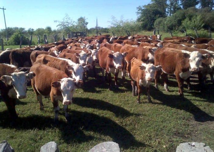 Ofrecen nueva oportunidad de crédito para el sector ganadero