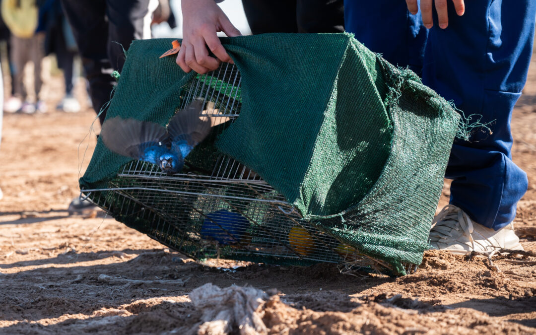 Aves rescatadas volvieron a su entorno gracias al trabajo coordinado entre Mendoza y San Luis