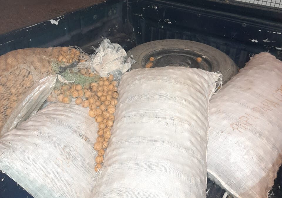 Recuperaron 200 kilos de nueces sustraídas en Tupungato