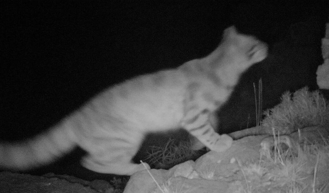 Vuelven a divisar en Mendoza gatos andinos, los felinos más amenazados de América