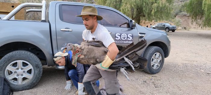 Rescataron a un cóndor macho juvenil que estaba herido sin posibilidades de volar