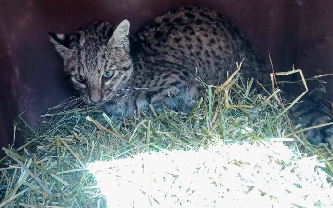 Rescatan un gato montés en Rivadavia