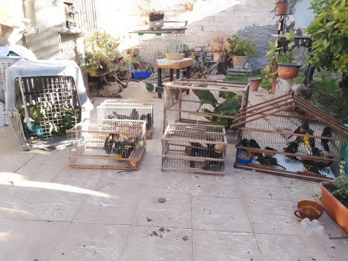 Rescatan más de 60 aves silvestres del tráfico ilegal: estaban hacinadas y desnutridas
