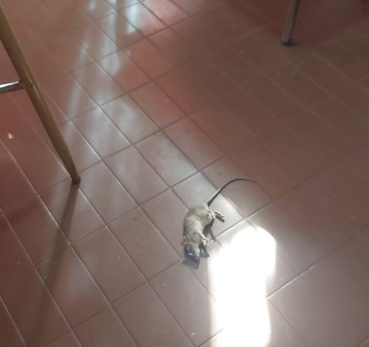 Escuela Pedro Díaz: la DGE explicó las medidas tras la aparición de ratas