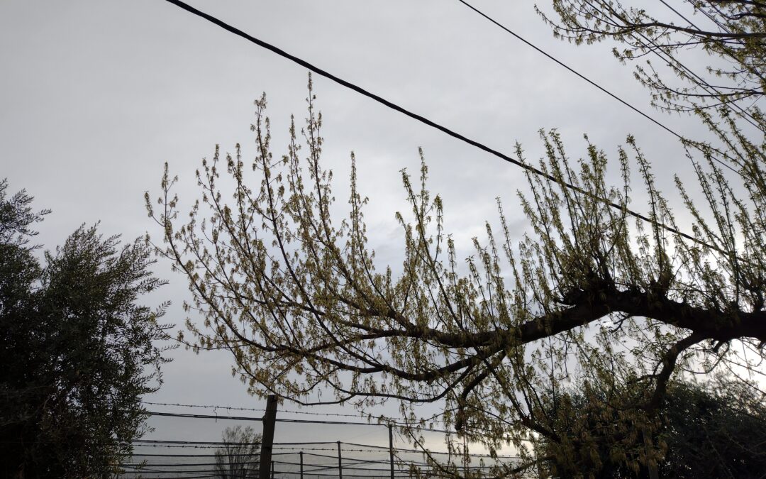 Lunes con descenso de la temperatura en Mendoza
