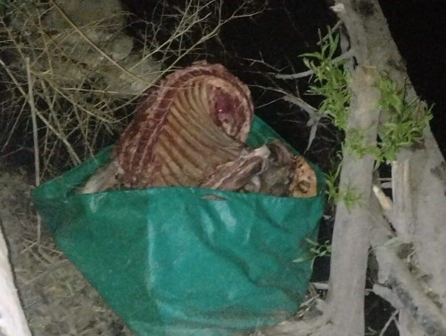 San Carlos: detienen a dos personas por robar una vaca y faenarla