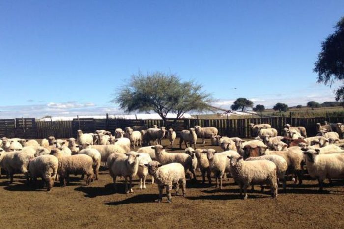 Producción ovina: Mendoza cuenta con más de 1.300 productores 