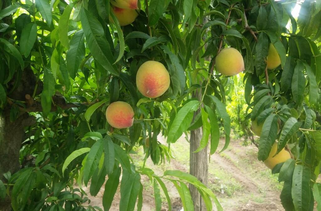 Valle de Uco: Segundo aviso para el control de Grafolita en frutales de carozo