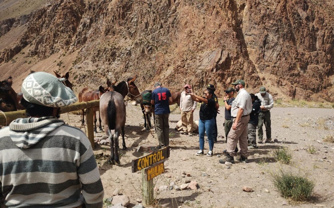 Más de setenta mulas confiscadas y dos detenidos por maltrato animal en el Parque Aconcagua