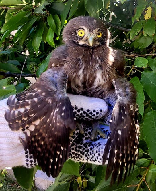 Efemérides: 10 de enero, Día Mundial de las Aves