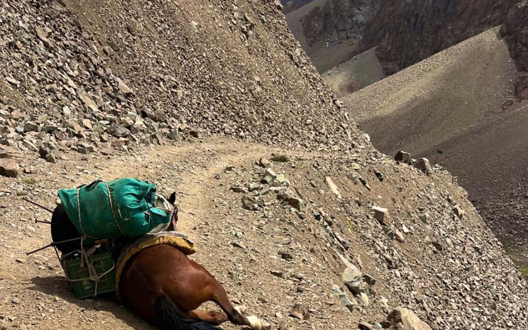 Video: ciclistas hallaron un caballo cargado totalmente exhausto en la montaña tunuyanina