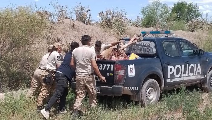 Decomisan  más de 350 kilos de carne equina en Ugarteche