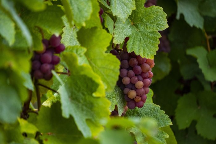 El Banco Nación anunció financiamiento a productores vitivinícolas