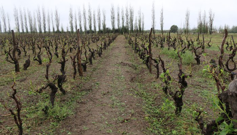 Decretan Estado de Emergencia o Desastre Agropecuario en varias zonas del Valle de Uco