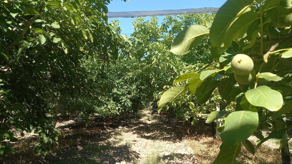 Iscamen emitió la segunda alerta para el control oportuno de la plaga Carpocapsa en Nogales