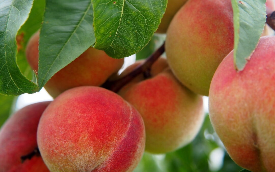 El Iscamen informó que finalizó el plan de acción fitosanitaria por mosca de los frutos en Tupungato