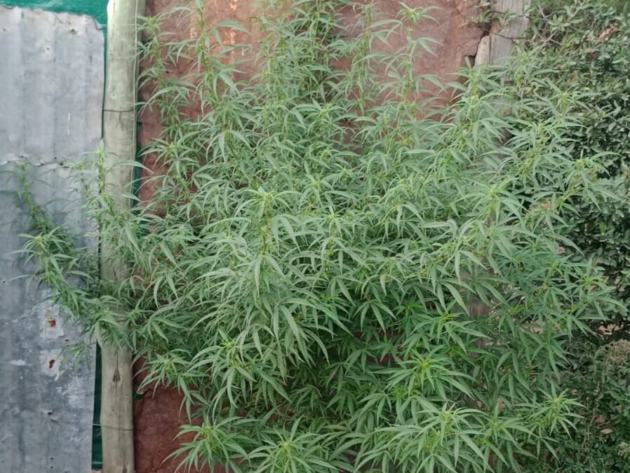Tupungato: escapaba de la policía, se refugió en una casa y finalmente fue arrestado