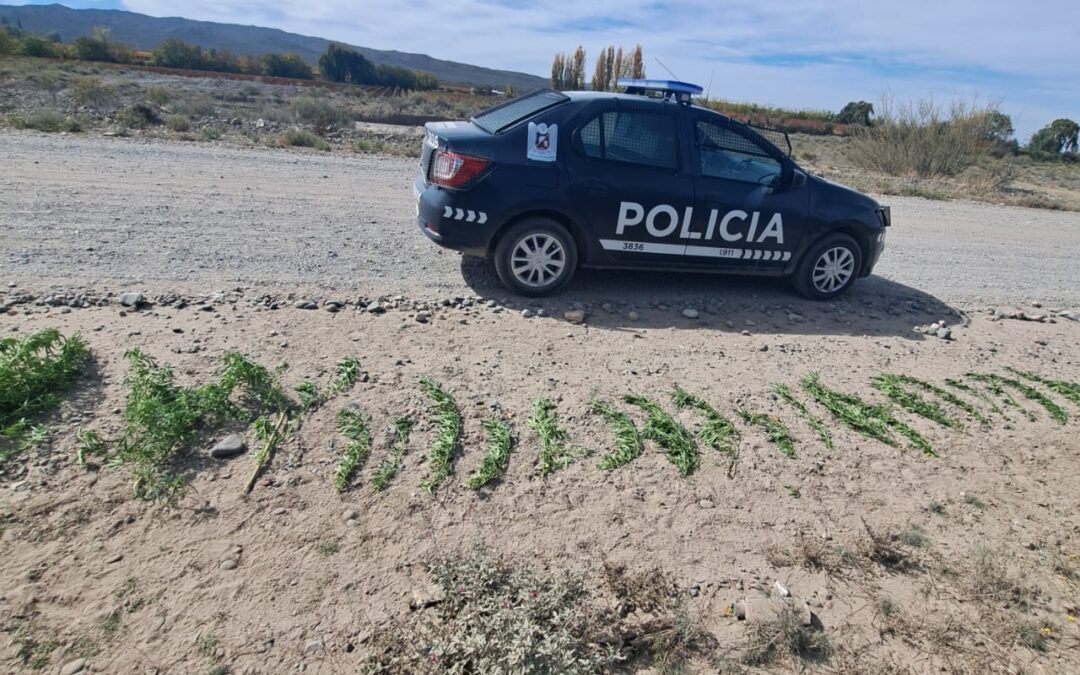Policías encontraron marihuana en un arroyo de Tupungato