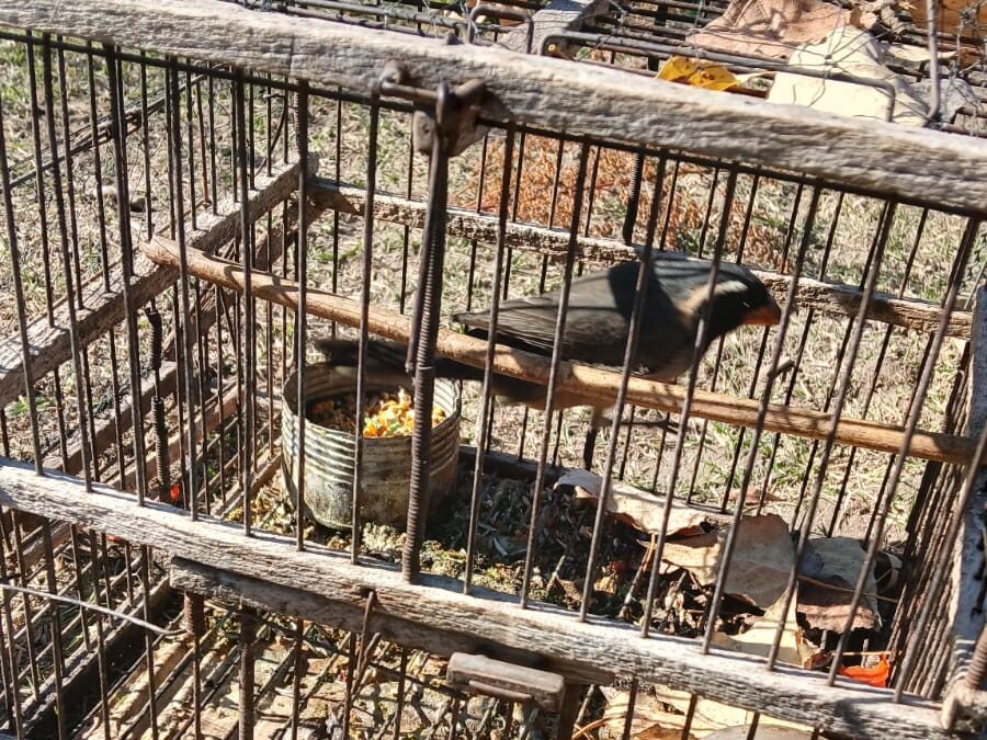 Siete aprehendidos, drogas secuestradas y animales rescatados en Tupungato