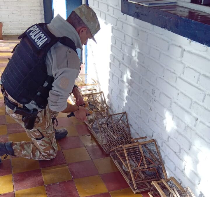 Dos hombres fueron detenidos con jaulas, tramperos y aves siete cuchillos