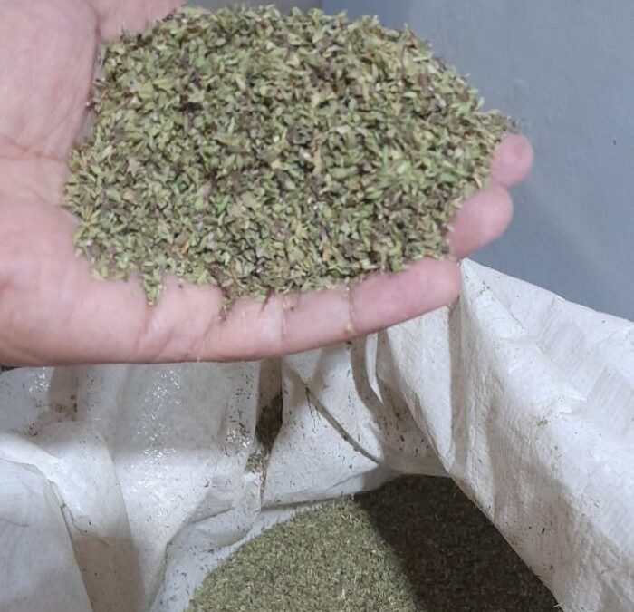 IG del orégano de Mendoza: una oportunidad para esta aromática con propiedades únicas