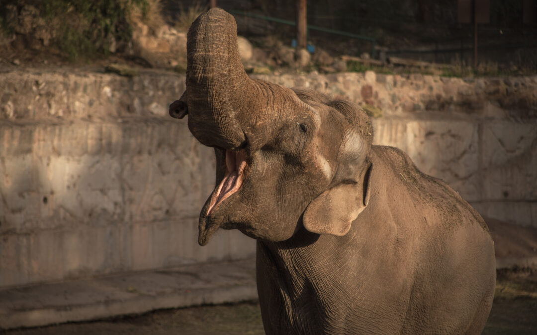 Murió a los 55 años Tamy, el elefante que un circo abandonó en Mendoza