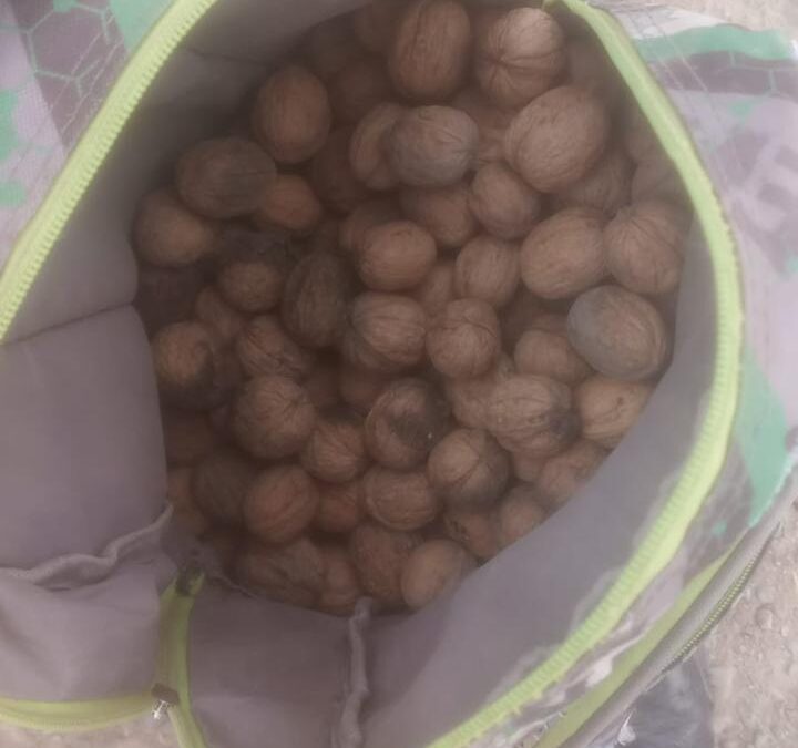 Un hombre fue arrestado por el robo de nueces en una finca ubicada en Tupungato