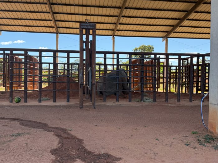 Kenya llegó al santuario de Brasil y ya disfruta de su nueva vida