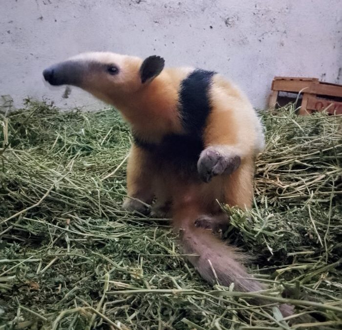 Rescataron un oso hormiguero en Santa Rosa 