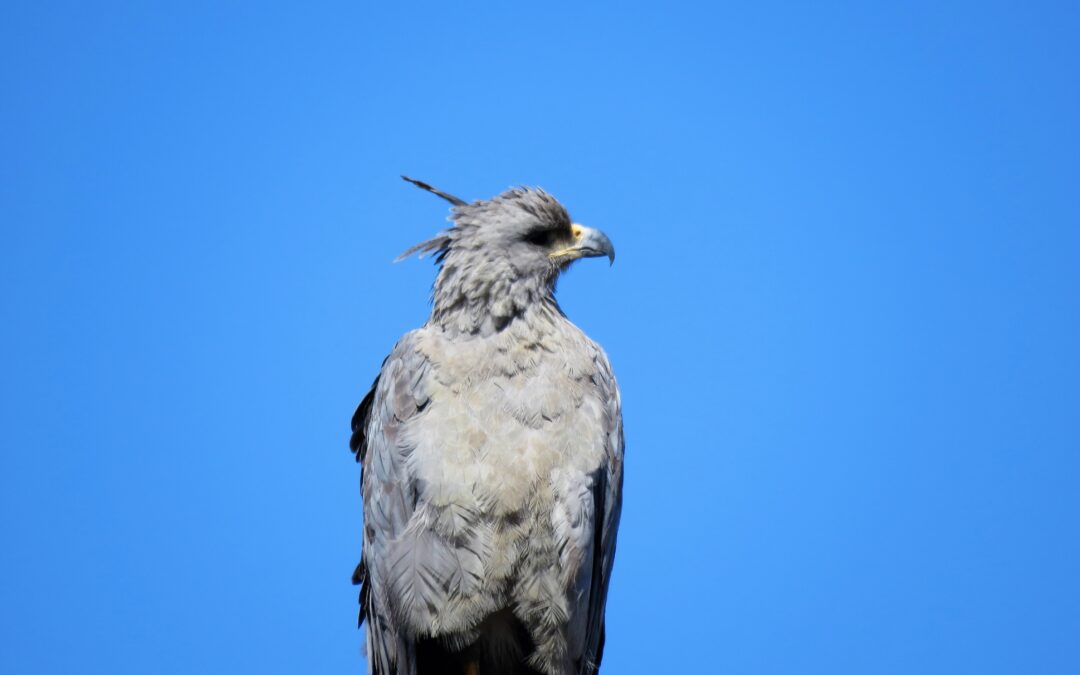 Gran noticia para la fauna mendocina: avistaje de un animal en peligro de extinción en Tunuyan