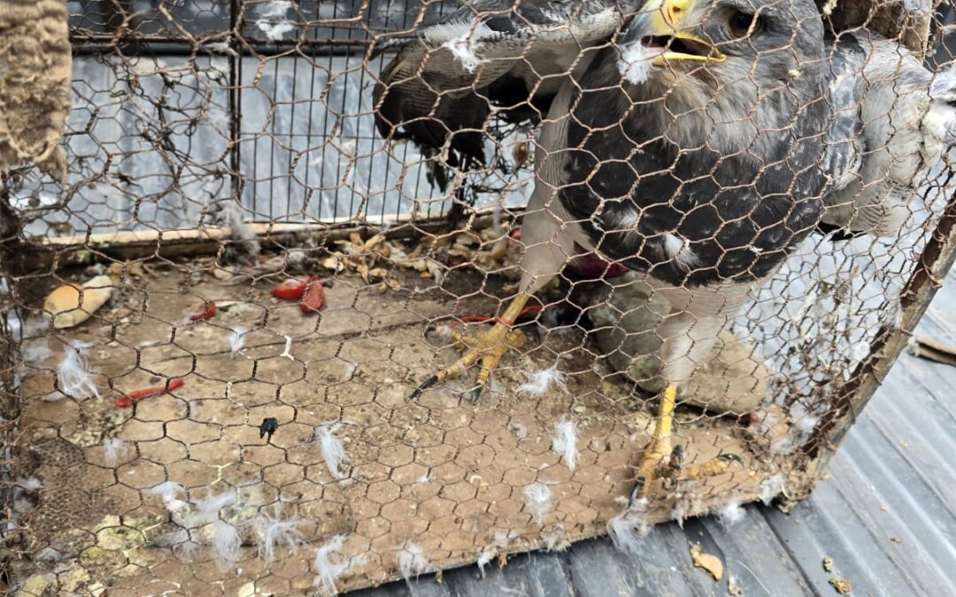 Rescataron un águila mora y varios siete cuchillos del tráfico ilegal