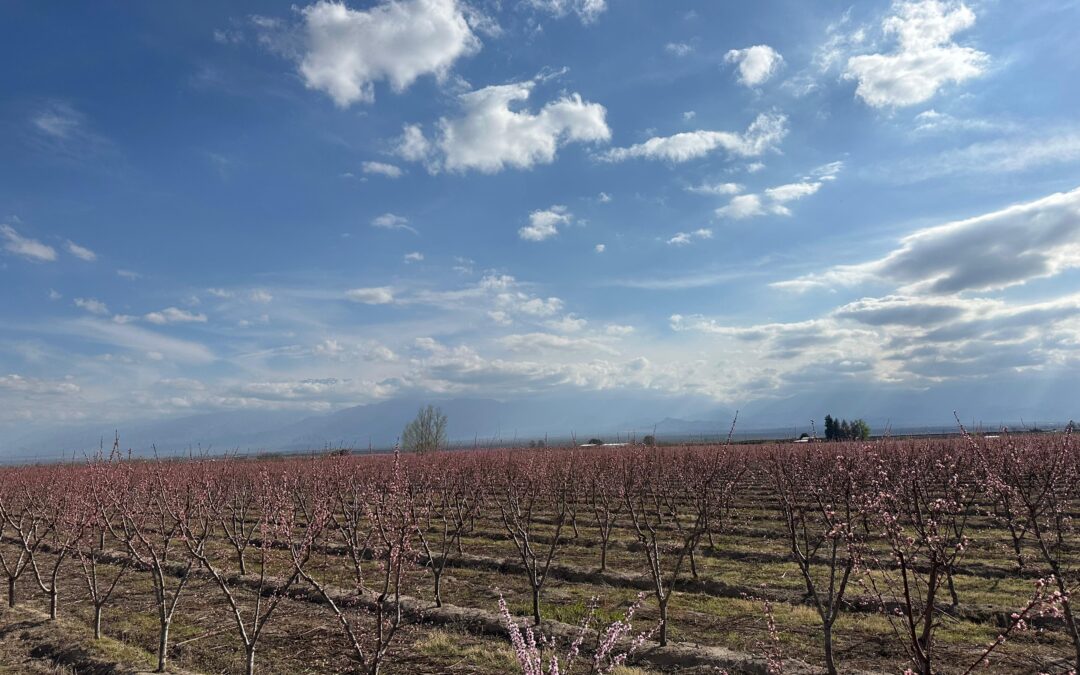 Viernes con descenso de la temperatura en Mendoza