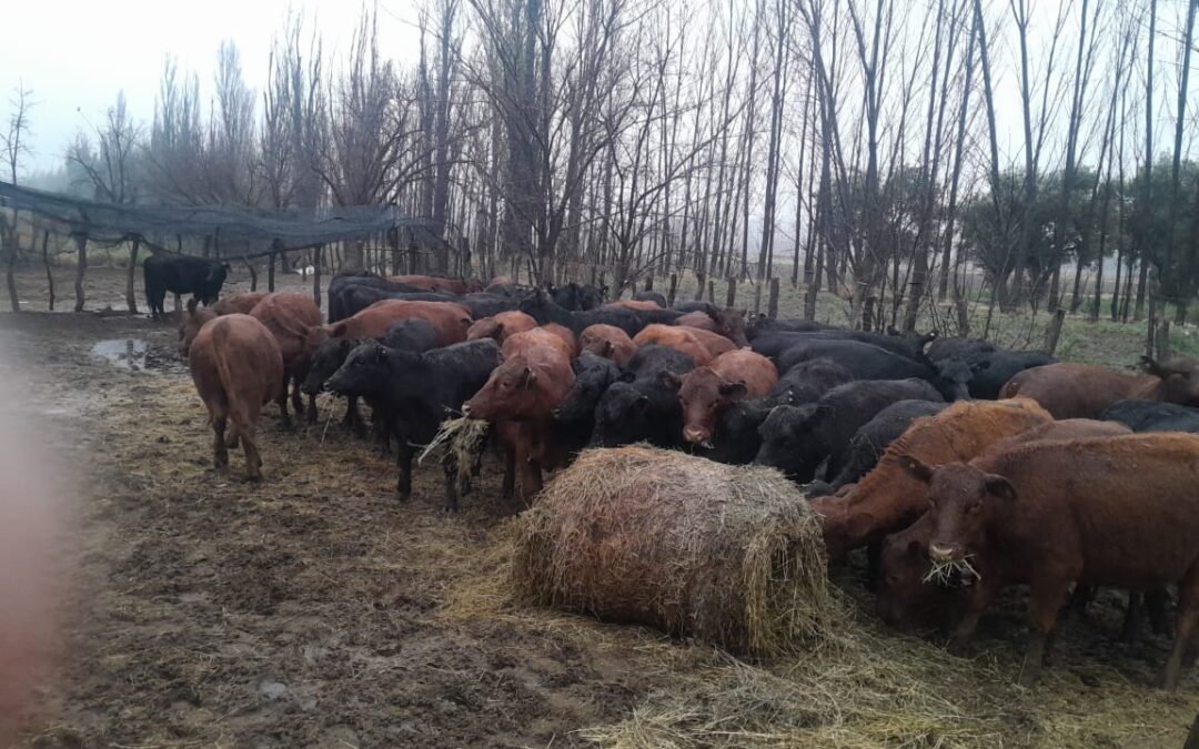 La Policía Rural detectó el transporte ilegal de 84 vaquillonas en General Alvear