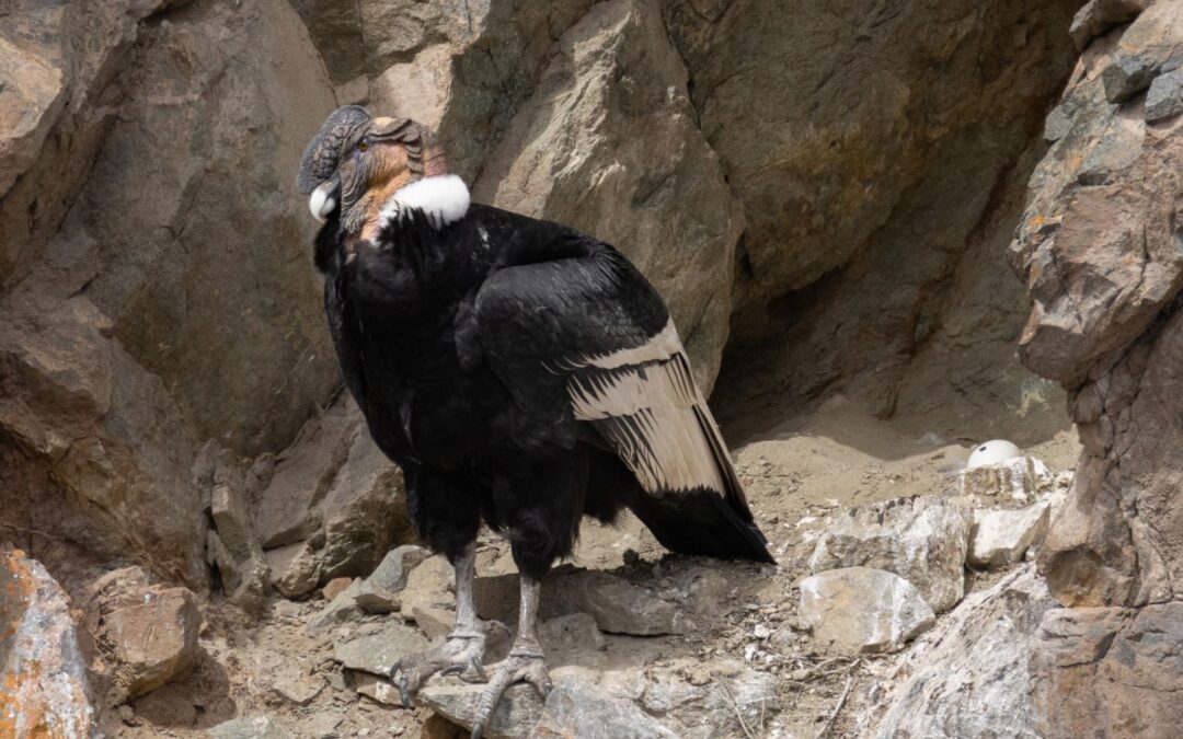 Descubren un nuevo nido de cóndor andino en el Parque Provincial Tupungato