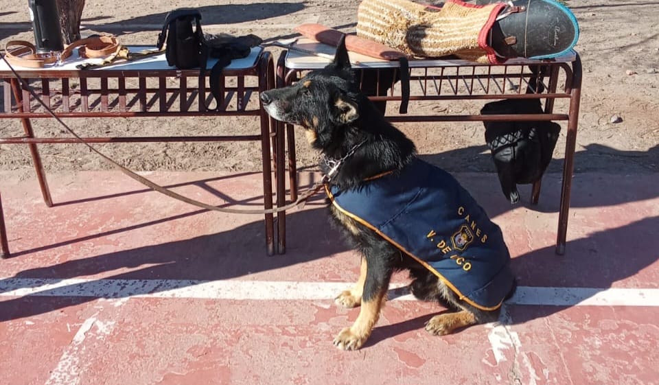 Gracias al desempeño de los perros Snaiper y Fila, la Policía logró recuperar objetos robados en el Valle de Uco