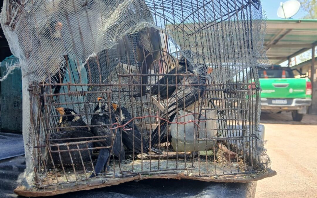 Interceptan una camioneta que traficaba 18 aves autóctonas desde Catamarca a Mendoza