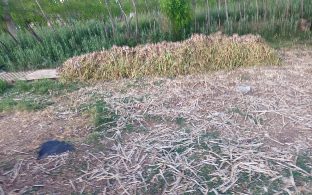 Recuperan cargamento de ajo robado en San Carlos y detienen a un sospechoso