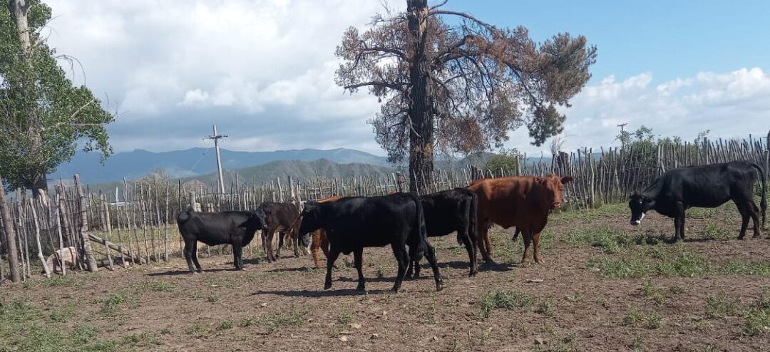 Tunuyán: trabajan en la mejora genética ganadera para fortalecer el sector en el departamento