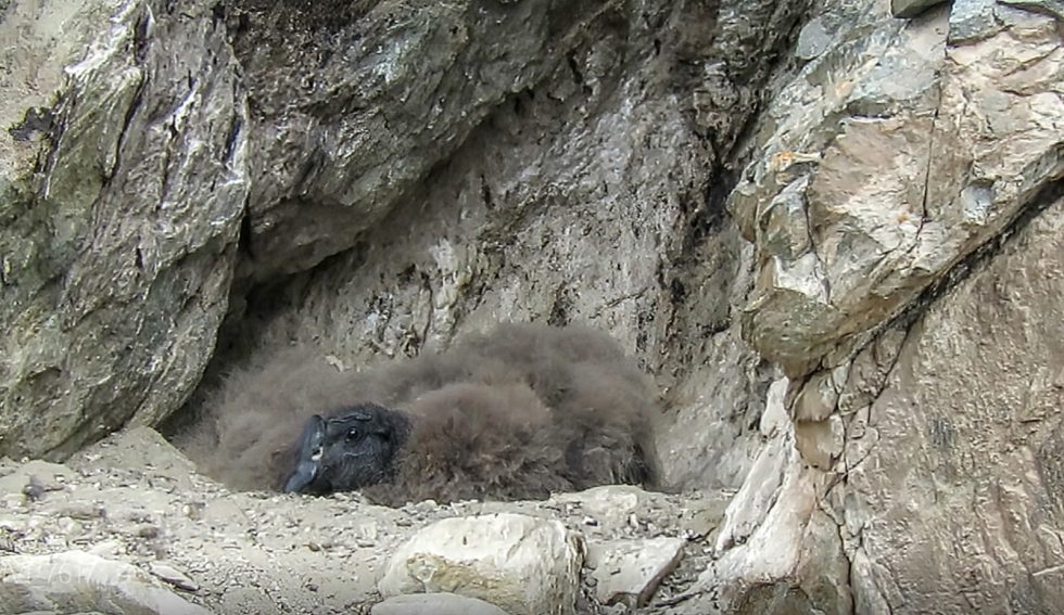 Conservación del Cóndor Andino en Mendoza: el pichón de Tupungato y un modelo de monitoreo para la región