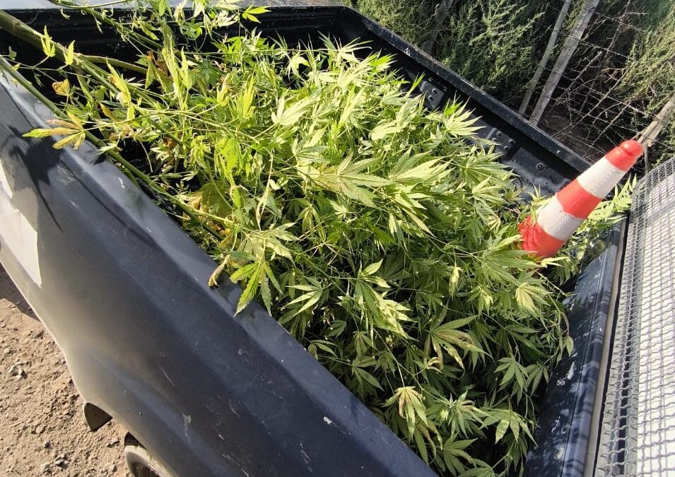 Operativos preventivos en Tupungato: detenidos, plantas de marihuana incautadas y un conductor bajo efectos del alcohol