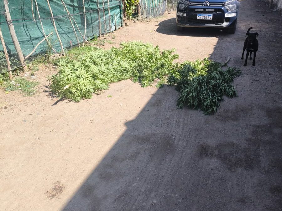 Tupungato: la Policía realizó múltiples operativos en el departamento, los cuales terminaron con varias detenciones y el decomiso de sustancias ilegales